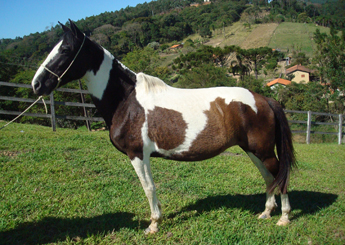 ARAGUAYA DA ENSEADA