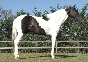 APACHE