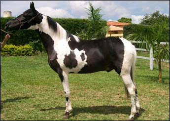 ESTILO 3L