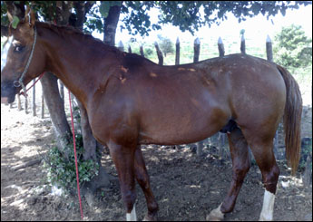 OURO FINO
