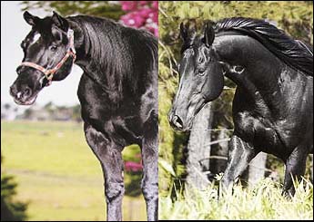 ST APHRODITE X STRICK MOON ZO