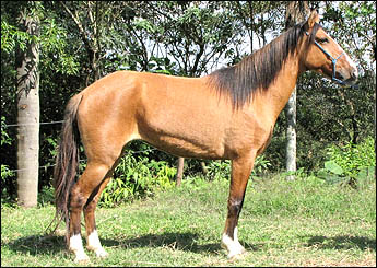 GAUCHINHA DO LUTY