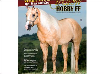 YELLOW HOBBY FF