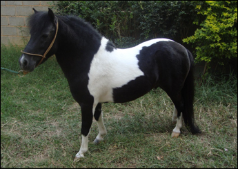 APACHE DA PONTE FUNDA
