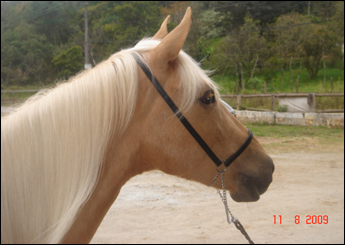 CIGANA DO RASF