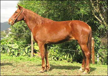 ESTRELA DO LUTY