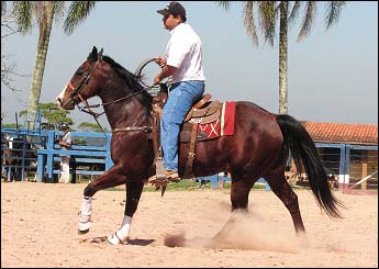 DADO DANDY DOC