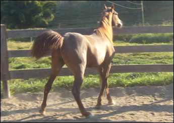 DAMASCUS SAHARA