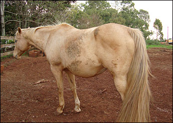 BETA GALANT