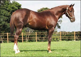 SANCHO PANÇA FSH