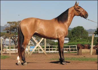 HÍPER DO HARAS ROSSO
