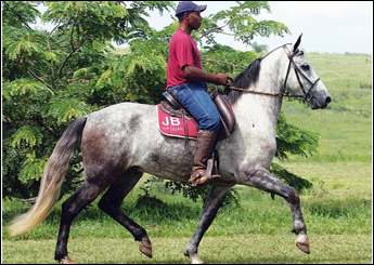 XERIFE JB DA OGAR