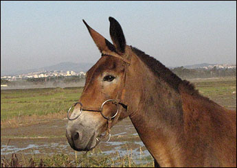 CANELA DAS TRÊS MARIAS