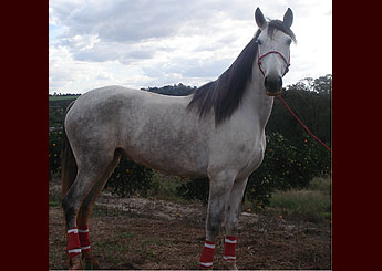 XAIANE VHC