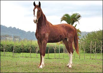 DESPACHO DA MORRO ALTO (TE)