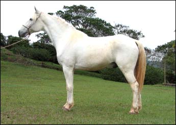 BARÃO