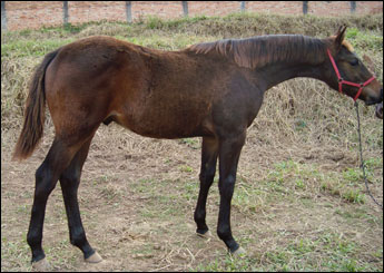 ZIG APOLLO