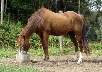 BELA ISIS (SHADY LEO)