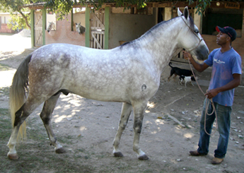 AMULETO ITAOCA