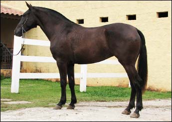 CRIPTONITA IMPERIAL