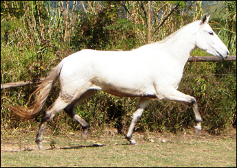 BAILARINA HHR (VEGAS)