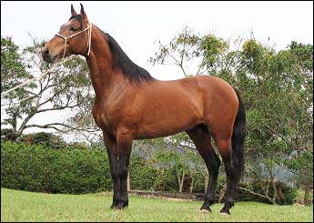 DAMASCO FARUSCA