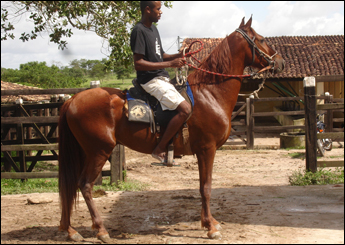 BANDIDO DO QUERO-QUERO