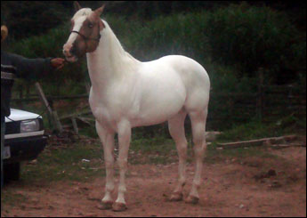 ETERNAL WHITE