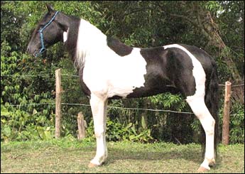 TANGO DA OURO NEGRO