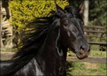 BENHUR DA CANTAREIRA