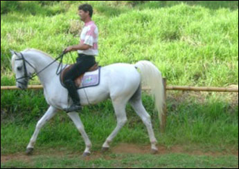 RAOM HIPERION