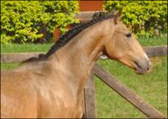 CAMPEÃO DA CANTAREIRA