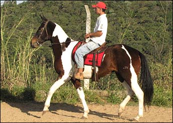 TURQUESA DO JAÚ