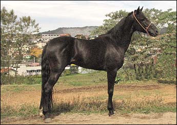 ZORRO DO LUTY