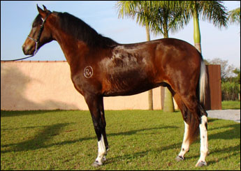 JUPITER RM