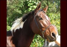 APACHE