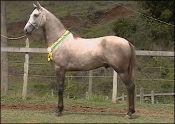 GUARANI DO PAPPO (COBERTURAS)