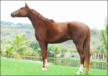 ODISSÉIA DA JAUAPERI (T.E.)
