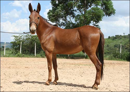 CORONEL