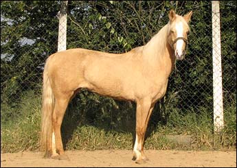 PALOMA VHC