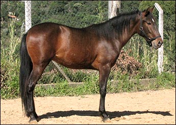 AFRICANO VHC
