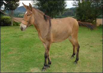 ESTRELA