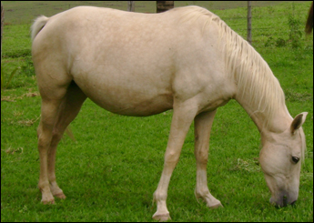 PALOMA