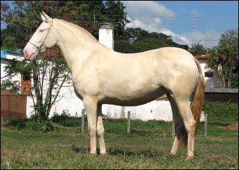 CRISTAL BELLA D'ARGANIL