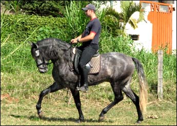 BAILADOR VO