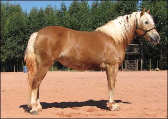 FÊMEA HAFLINGER