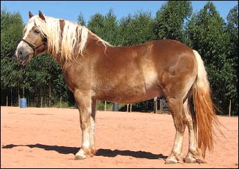MACHO HAFLINGER