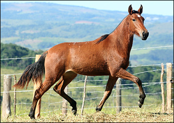 HIMALAIA INGLATERRA