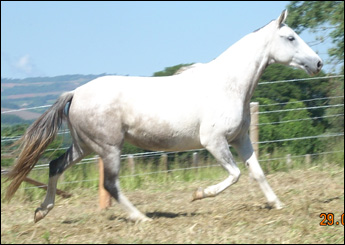 HIMALAIA FARTURA