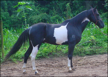 NOBRE DO PUTUMUJU